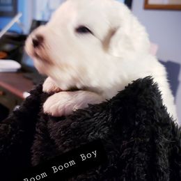 Great Pyrenees Puppies from Rusty Horse Ranch Great Pyrenees