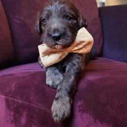 Tom Ford - Merle male Goldendoodle puppy in Pine Grove, California from Lundee Doodles