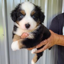 Ralph - Black tri male Miniature Australian Shepherd puppy in Laconia, Indiana from Beasley Acres Aussies
