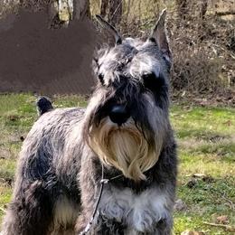 Martigan - Miniature Schnauzer