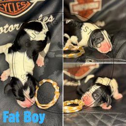 Fat Boy - Black white and tan male English Springer Spaniel puppy in Fond Du Lac, Wisconsin from Clucking Homestead Springers & Dachshunds