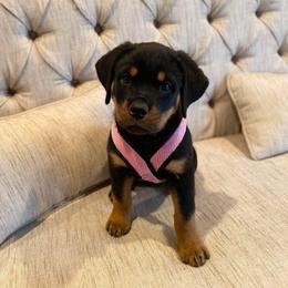 Rottweiler Puppies from Vom Arnold-Hause Rottweilers