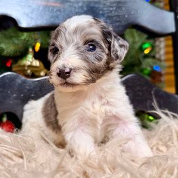 Steel - Blue merle male Bernedoodle puppy in Tyner, Kentucky from Good Dog Doodles