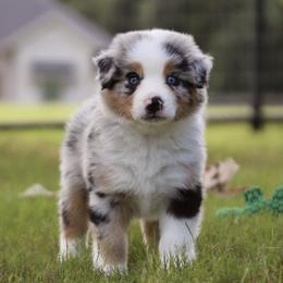 Flint - Blue merle male Australian Shepherd puppy in Weatherford, Texas from Ridgestar Aussies