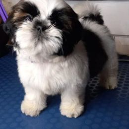 Shih Tzu and Yorkshire Terrier Puppies from Thorntons Fur Crew