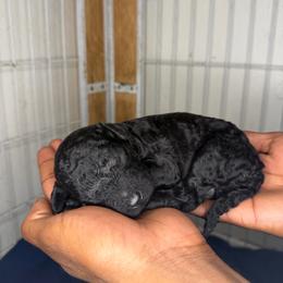 Stich - Black male Poodle puppy in Fort Lauderdale, Florida from SoFlo Standard Poodles