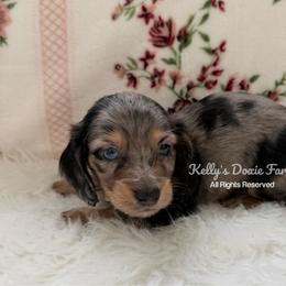 Silver Dapple Male Longhair - Black and tan male Dachshund puppy in Cleveland, Tennessee from Kelly's Doxie Farm