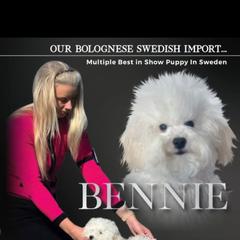 Bolognese, Mudi, and Toy Fox Terrier All Grown Up from JANUS SHOW DOGS