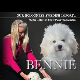 Bolognese, Mudi, and Toy Fox Terrier All Grown Up from JANUS SHOW DOGS