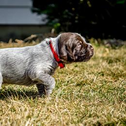Wirehaired Pointing Griffon Puppies from Black Watch Griffons