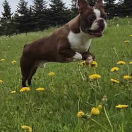 Boston Terrier puppies from Spruce Valley Miniature Dachshunds & Boston Terriers