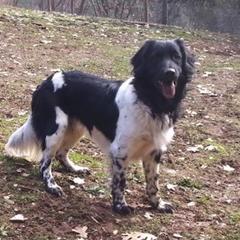 Stabyhoun All Grown Up from Fryske Point