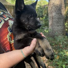 Black and Tan Boy 2 - Black and tan male German Shepherd puppy in Jacksonville, Florida from El Dorado