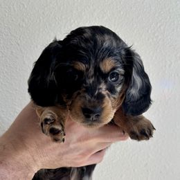 Dachshund Puppies from MC Mini Doxies