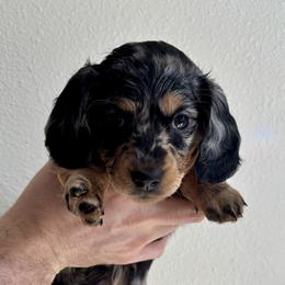 Dachshund Puppies from MC Mini Doxies