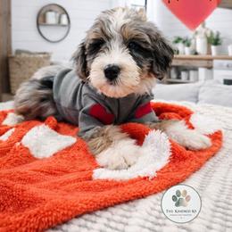 Flannel - male Australian Mountain Doodle puppy in Grand Rapids, Michigan from The Kindred K9