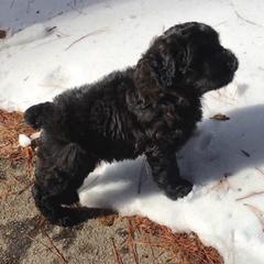 Bouvier des Flandres Puppies from Abken Bouviers