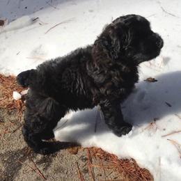 Bouvier des Flandres Puppies from Abken Bouviers