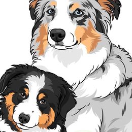 Australian Shepherds from Hazelwood's Aussies