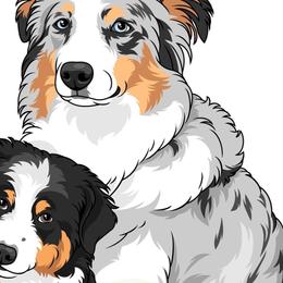 Australian Shepherds from Hazelwood's Aussies