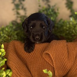 Charlie Brown - Black male Australian Labradoodle puppy in Brush Prairie, Washington from Fancy Pants Labradoodles
