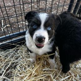 Winter (2 blue eyes) - Black tri-color female Australian Shepherd puppy in Piedmont, Oklahoma from HeartDriven Aussies
