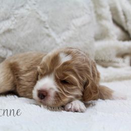 Australian Labradoodle Puppies from Pinnacle Labradoodles