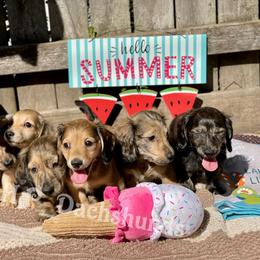 Dachshund Puppies from M.H.P Dachshunds