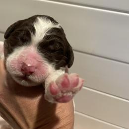 Edith - Parti female Goldendoodle puppy in Stafford, Virginia from Morris Doodles Virginia