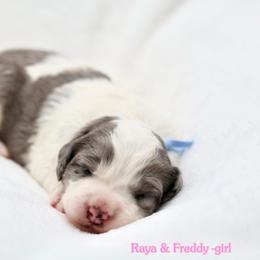 April - Grey and white female Bernedoodle puppy in Diamond Bar, California from Furrytaildoodles