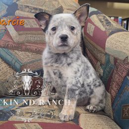 Marcie - Blue female Australian Cattle Dog puppy in Silsbee, Texas from Rockin ND Ranch