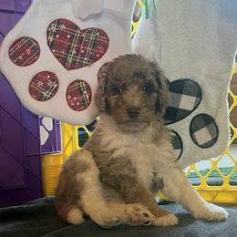 Ghost - Red merle female Aussiedoodle puppy in Springfield, Missouri from Doodle Dandy Bernedoodles & Aussiedoodles