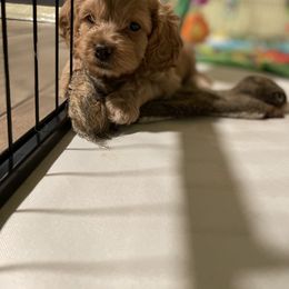 Cavapoo and Cockapoo Puppies from Benji’s Cockapoos