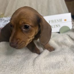 Girl 1 - Red female Dachshund puppy in Richwood, West Virginia from Wild and Wonderful Wieners