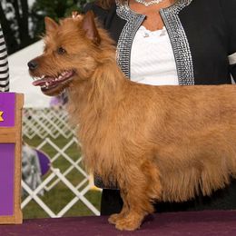 Australian Terriers from Dahling Australian Terriers