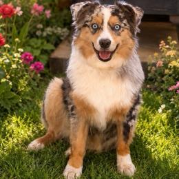 Moon - Australian Shepherd