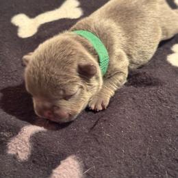 Green Male - Blue male French Bulldog puppy in Republic, Missouri from Ritchie’s Frenchies