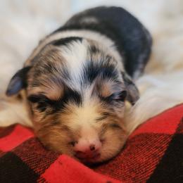 Charlie - Blue merle male Miniature Australian Shepherd puppy in Macomb, Missouri from Faunus Farms and Aussies