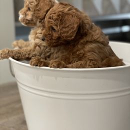 Cavapoo Puppies from SoCal Cavapoos