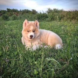 Pomsky and Siberian Husky Puppies from A-Dream Pomsky Kennel