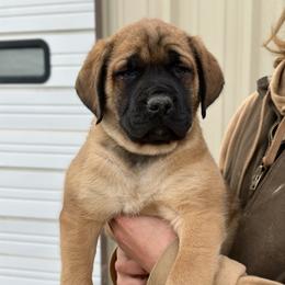 Samus - Apricot male Mastiff puppy in Wewoka, Oklahoma from P Diamond Mastiffs