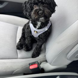 Cockapoo and Goldendoodle All Grown Up from Meghan McKay