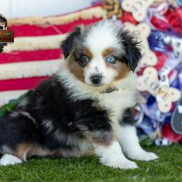 Encore - Blue merle female Miniature Australian Shepherd puppy in Granbury, Texas from Best Little Aussies
