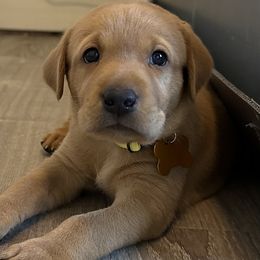 Boy 1 - Yellow male Labrador Retriever puppy in Nampa, Idaho from Breakaway Retrievers