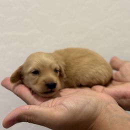 Jesse - Cream female Dachshund puppy in Goodyear, Arizona from D&C Royal Dachshunds LLC
