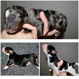 Bernedoodle puppies from LolliPop Farms