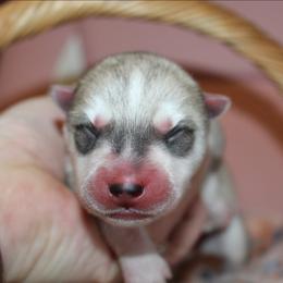 Red - Gray and white female Siberian Husky puppy in Le Sueur, Minnesota from Tevana Siberians LLC