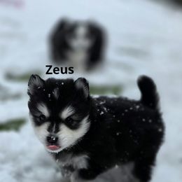 Zeus - Black and white male Pomsky puppy in Fredericksburg, Virginia from Purely Pomskies