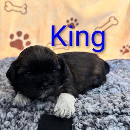 King - Black and white male Shih Tzu puppy in Cordova, Tennessee from TrueLine kennels