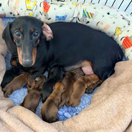 Cam - Chocolate and tan male Dachshund puppy in Toledo, Ohio from Baldox Dachshunds